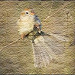 grasp sparrow's-tail
